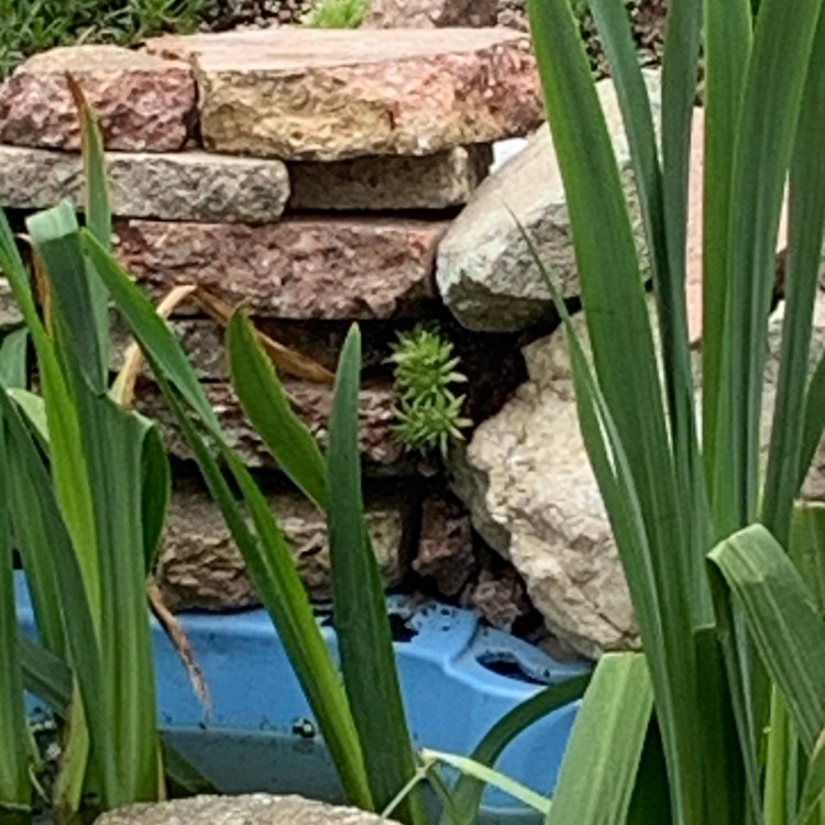 plant image 1328563