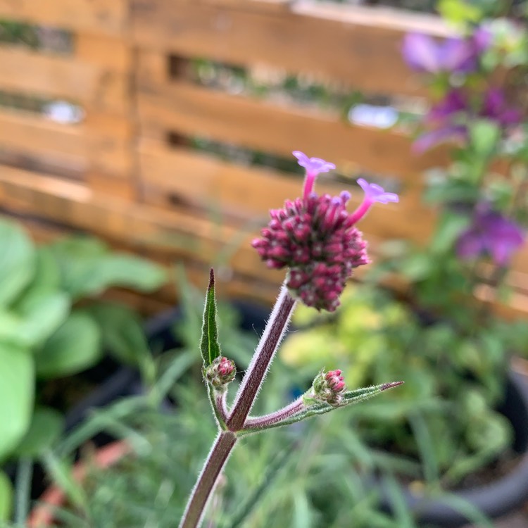 plant image 1329522 plant image 1329522