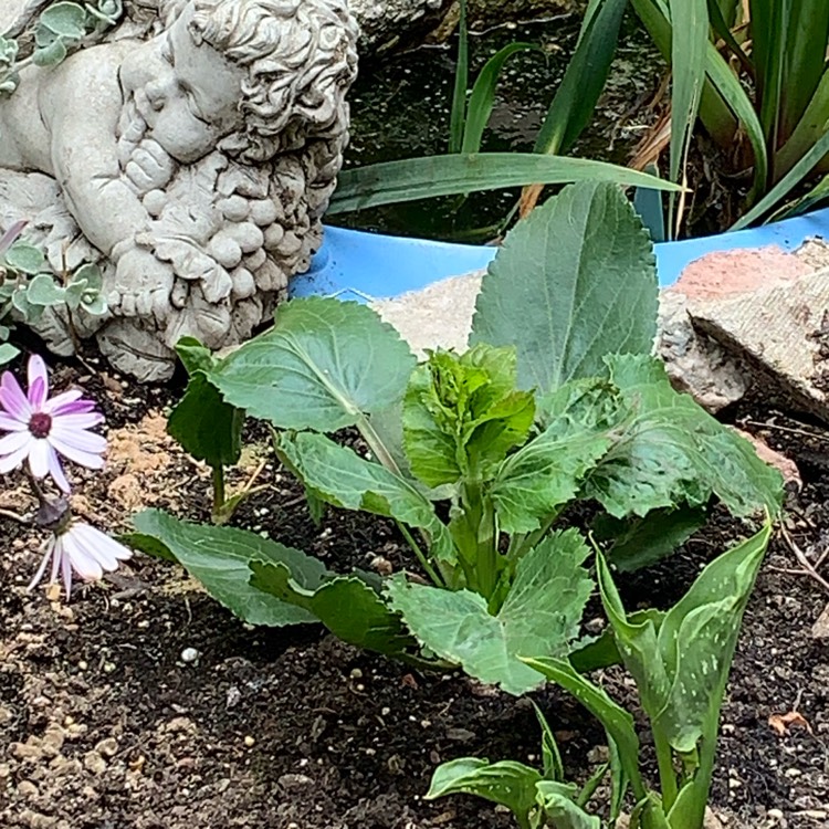 plant image 1331214