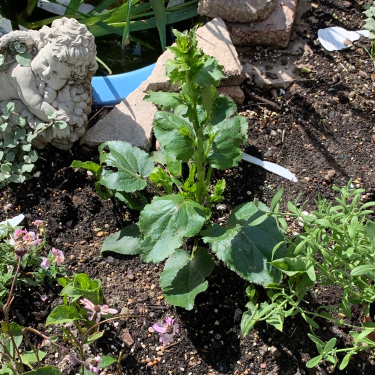 plant image 1335718