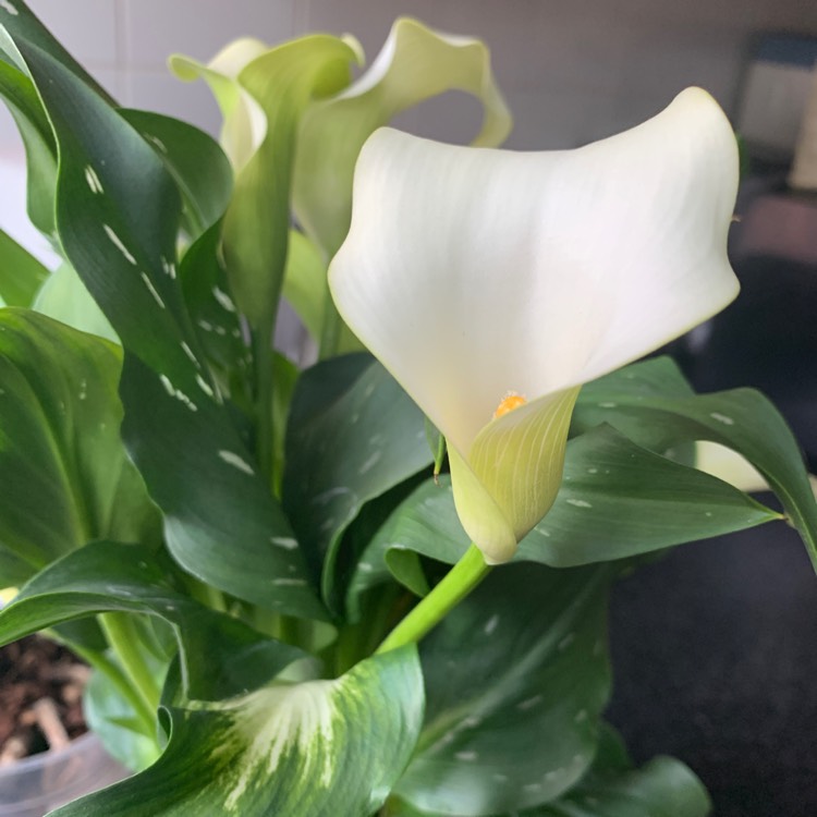 Plant image Zantedeschia 'White Flirt'