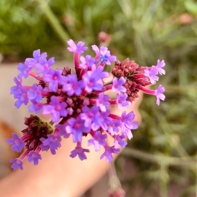 Plant image Verbena bonariensis 'Lollipop'