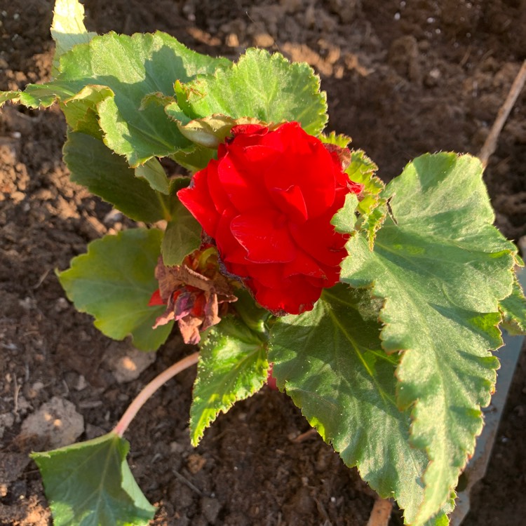 Plant image Begonia 'Nonstop Red' (Nonstop Series)