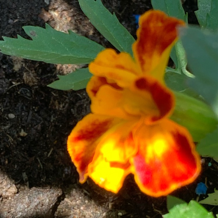Plant image Tagetes patula 'Tiger Eyes'