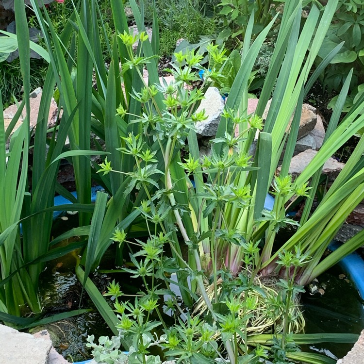 plant image 1352510
