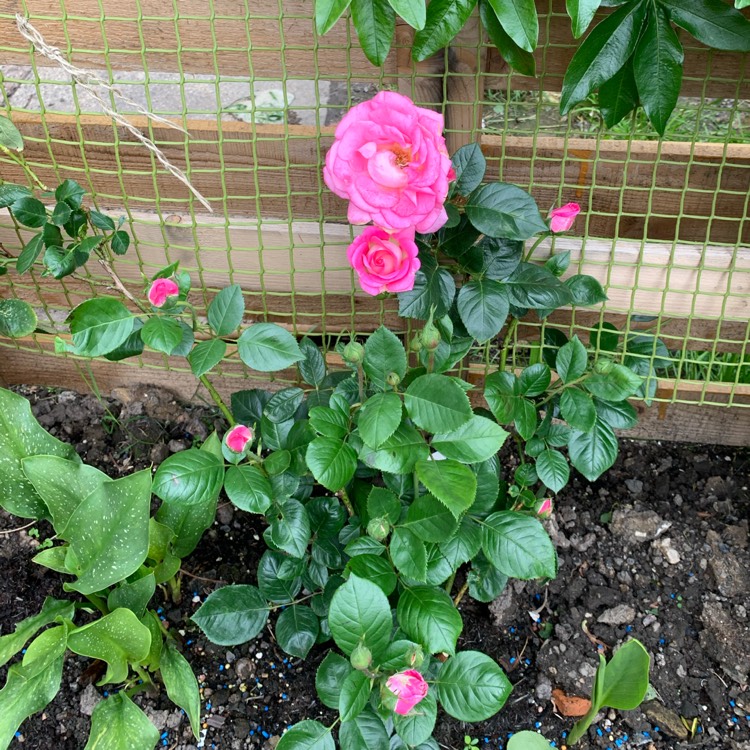 plant image 1353028 plant image 1353028