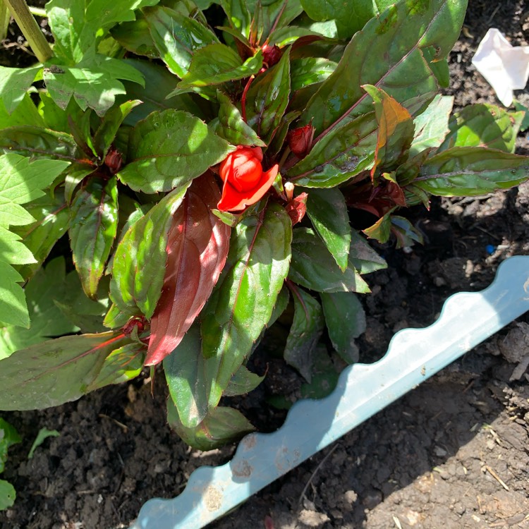 Plant image Impatiens Hawkerii 'Sunpatiens'
