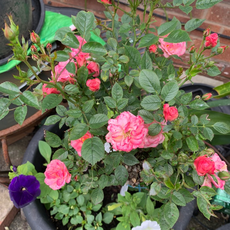 plant image 1357242 plant image 1357242