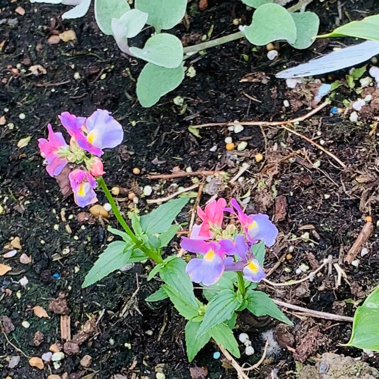 plant image 1359898