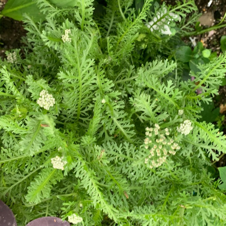 plant image 1368527 plant image 1368527