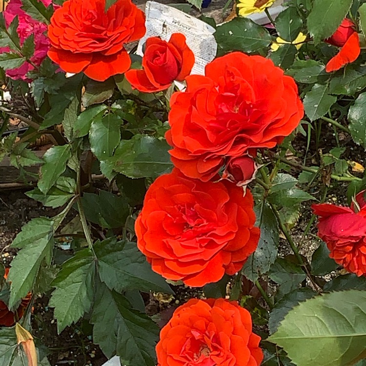 plant image 1373395