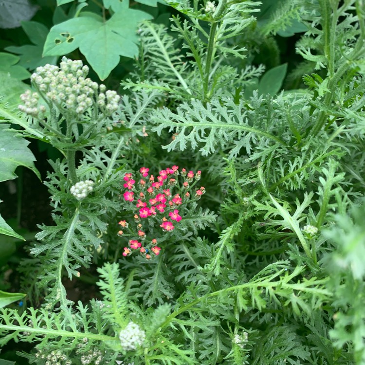 plant image 1373997 plant image 1373997