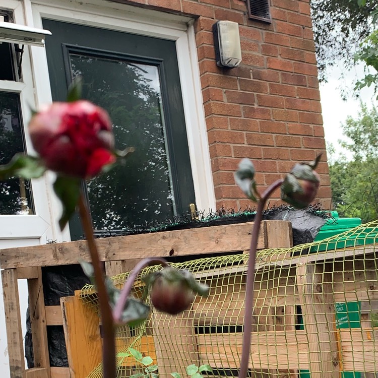 plant image 1379699