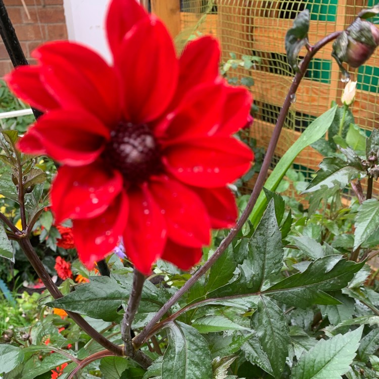 plant image 1379771