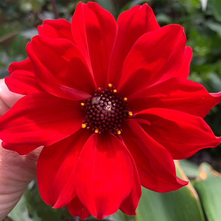 plant image 1380616