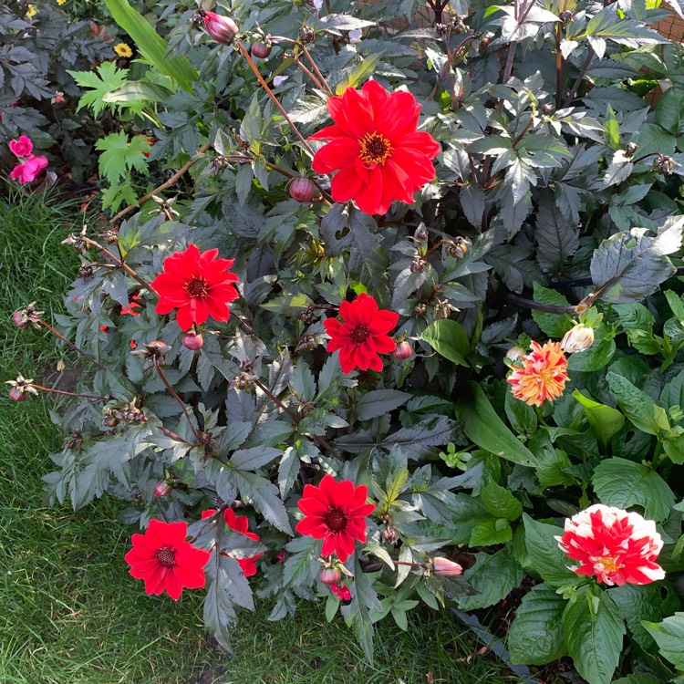 plant image 1391606