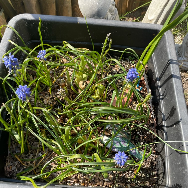 Plant image Agapanthus africanus 'Albus'