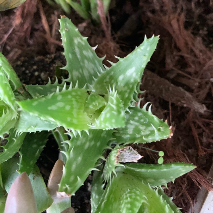 plant image 1432307