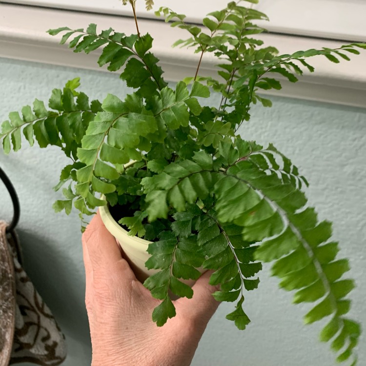 Plant image Adiantum hispidulum 'Bronze Venus'