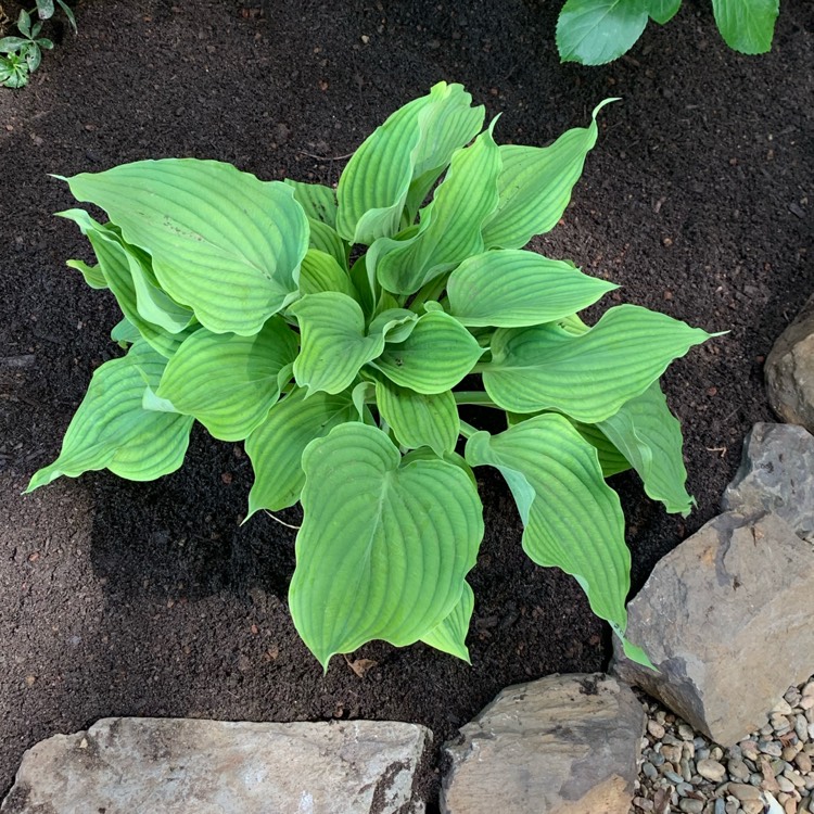 plant image 1463704