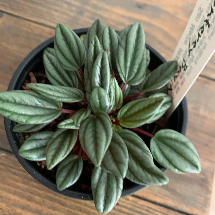 Plant image Peperomia 'San Marino'