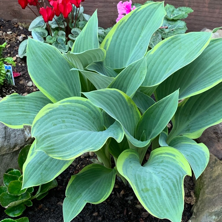 Plant image Hosta 'Regal Splendor'