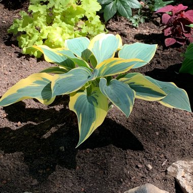 Plantain Lily 'First Frost'