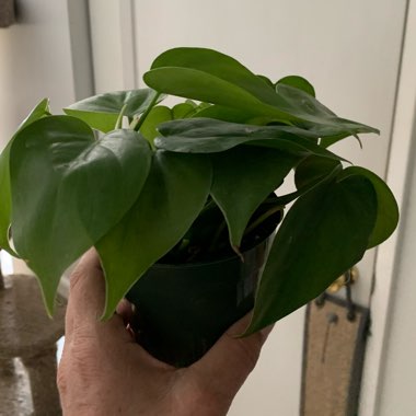 Heart-leafed Philodendron