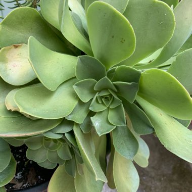 Aeonium Arboreum 'Rubrolineatum'