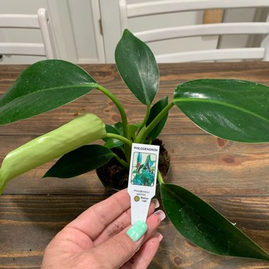 Philodendron 'Imperial Green'