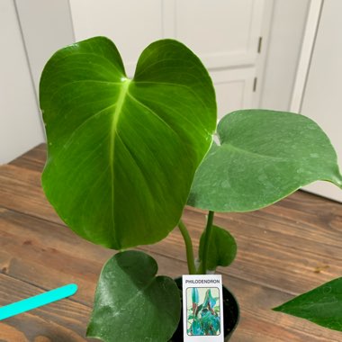 Swiss Cheese Plant