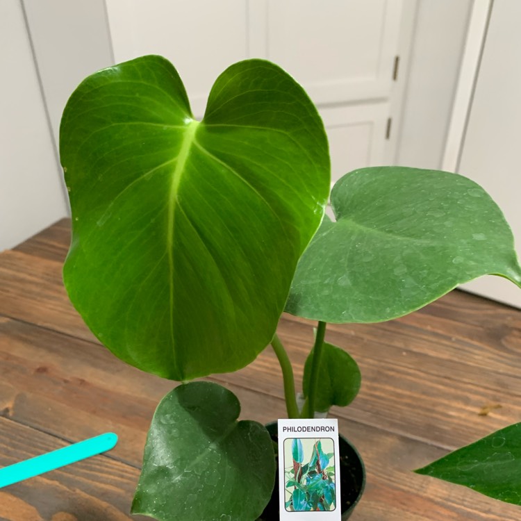 plant image 1506920
