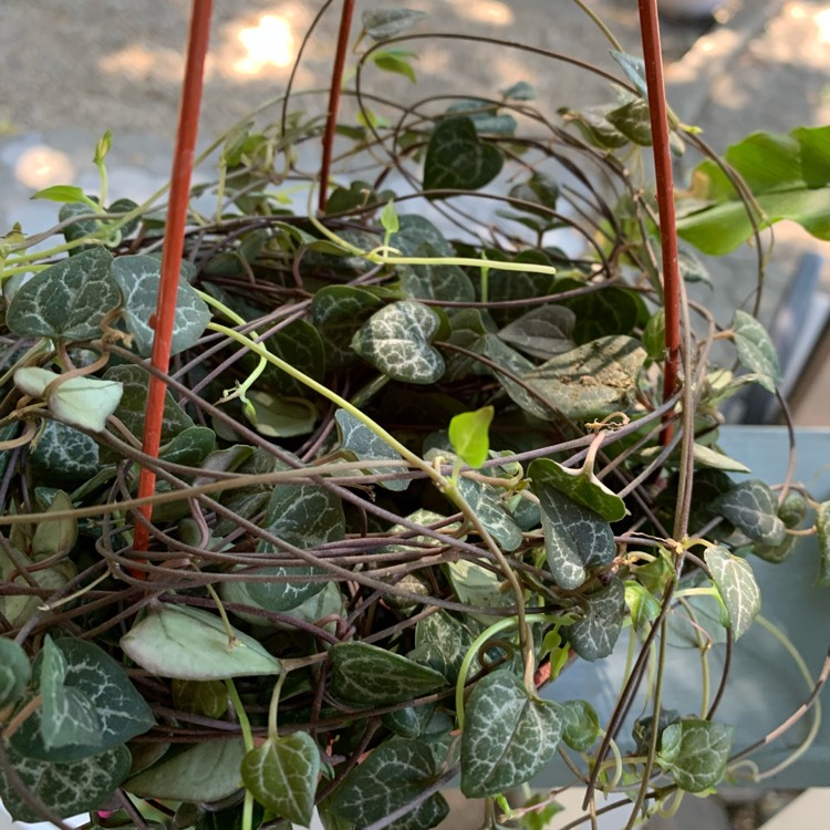 plant image 1506922