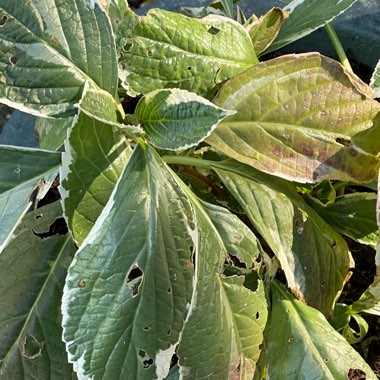 Hydrangea Maculata