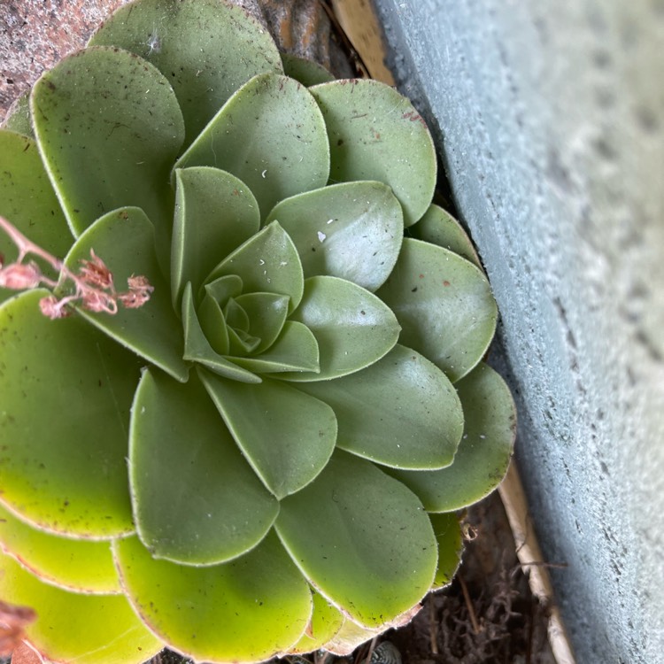 Plant image Aeonium Barbatum