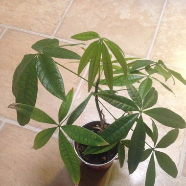 Pachira aquatica