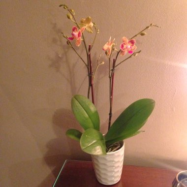 Orchid