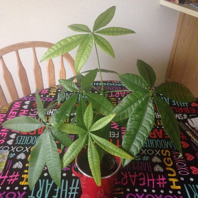 plant image 319420