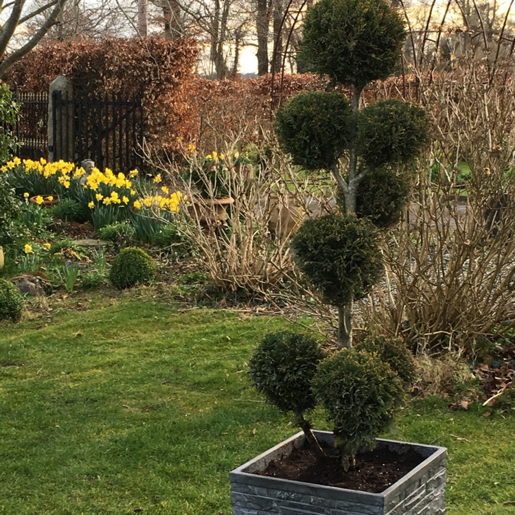 Plant image x Cuprocyparis leylandii 'Castlewellan' syn. x Cupressocyparis leylandii 'Castlewellan Gold', x Cupressocyparis leylandii 'Galway Gold'