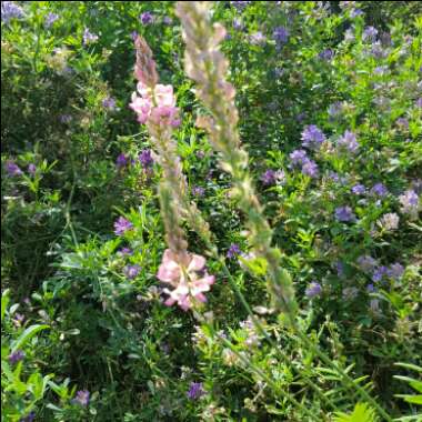 Lesley's garden