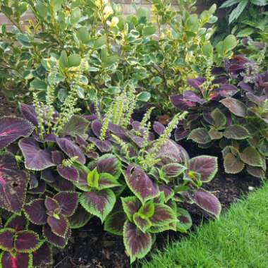 Lesley's garden