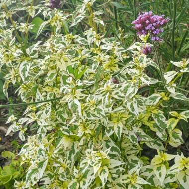 Lesley's garden