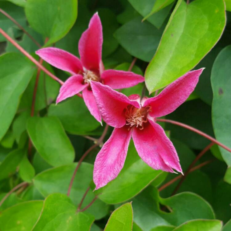 Plant image Clematis 'Princess Diana'