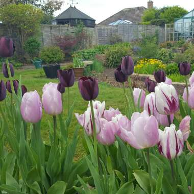 Lesley's garden
