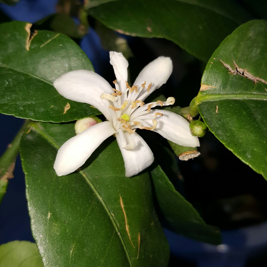 Citrus limon syn. Citrus x limonia