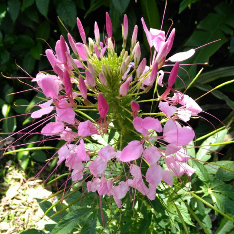 Plant image Cleome spinosa 'Pink Queen'