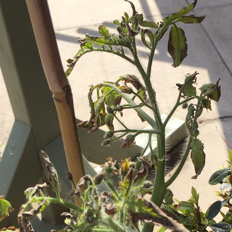 Mary's garden