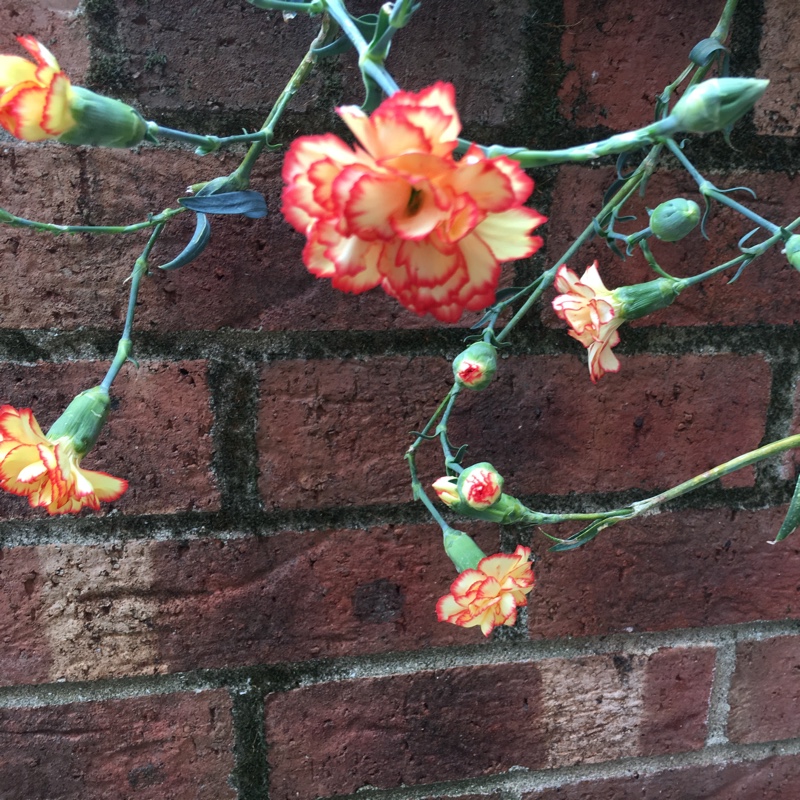 Mary's garden