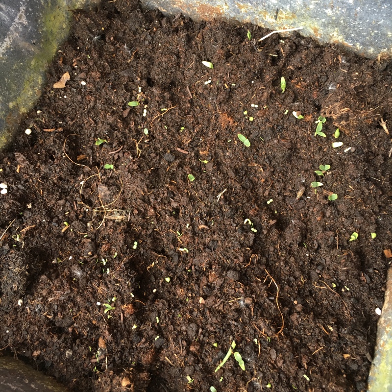 Mary's garden