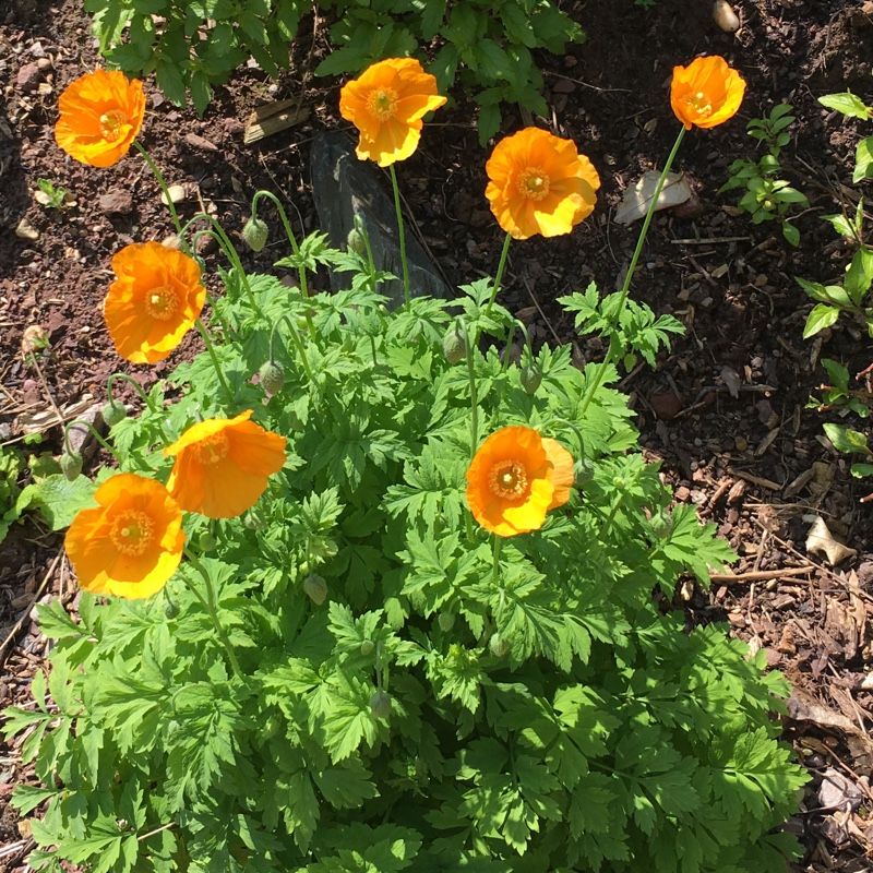 Mary's garden